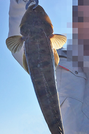 マゴチ｜ショアラバ・釣れる魚