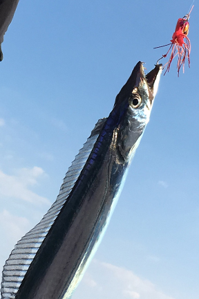 タチウオ｜ショアラバ・釣れる魚