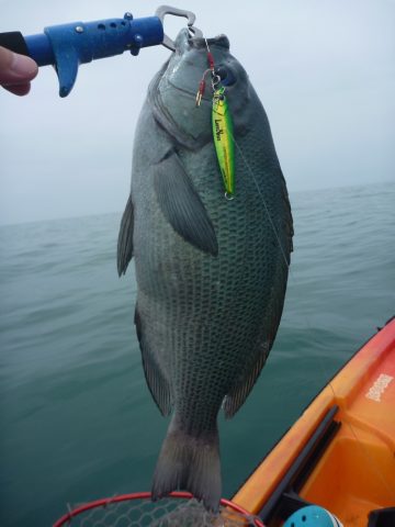 グレ(メジナ),冬に釣れる魚