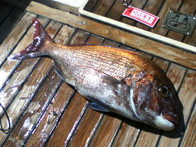 タイラバで釣る真鯛の生態