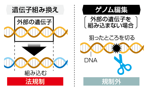 ゲノム編集と遺伝子組み換えの違い図解画像
