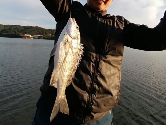 チニングで釣れる魚