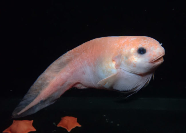新種の深海魚