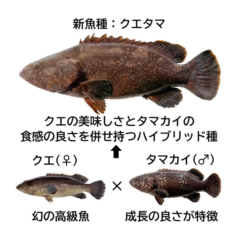 クエタマとは