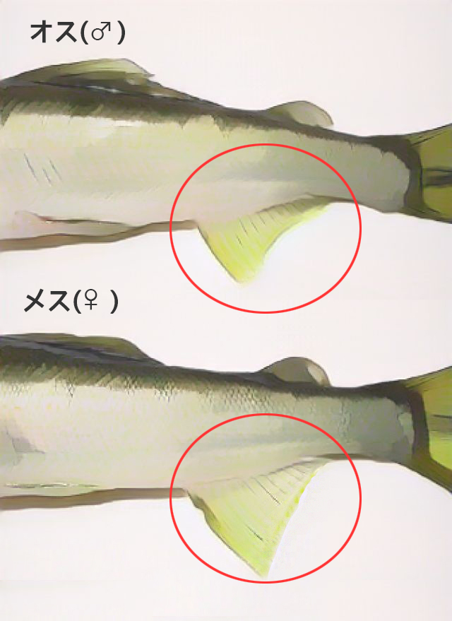 アユのオスとメスの見分け方