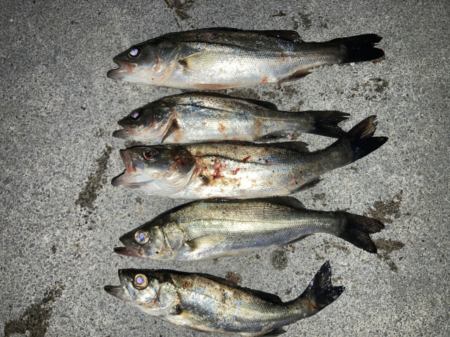 夜の方が釣りやすい魚が多いワケを科学的に解明